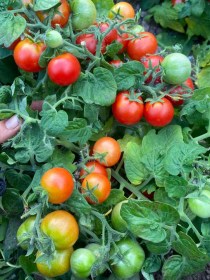 Window Box Red Micro Dwarf paradicsom